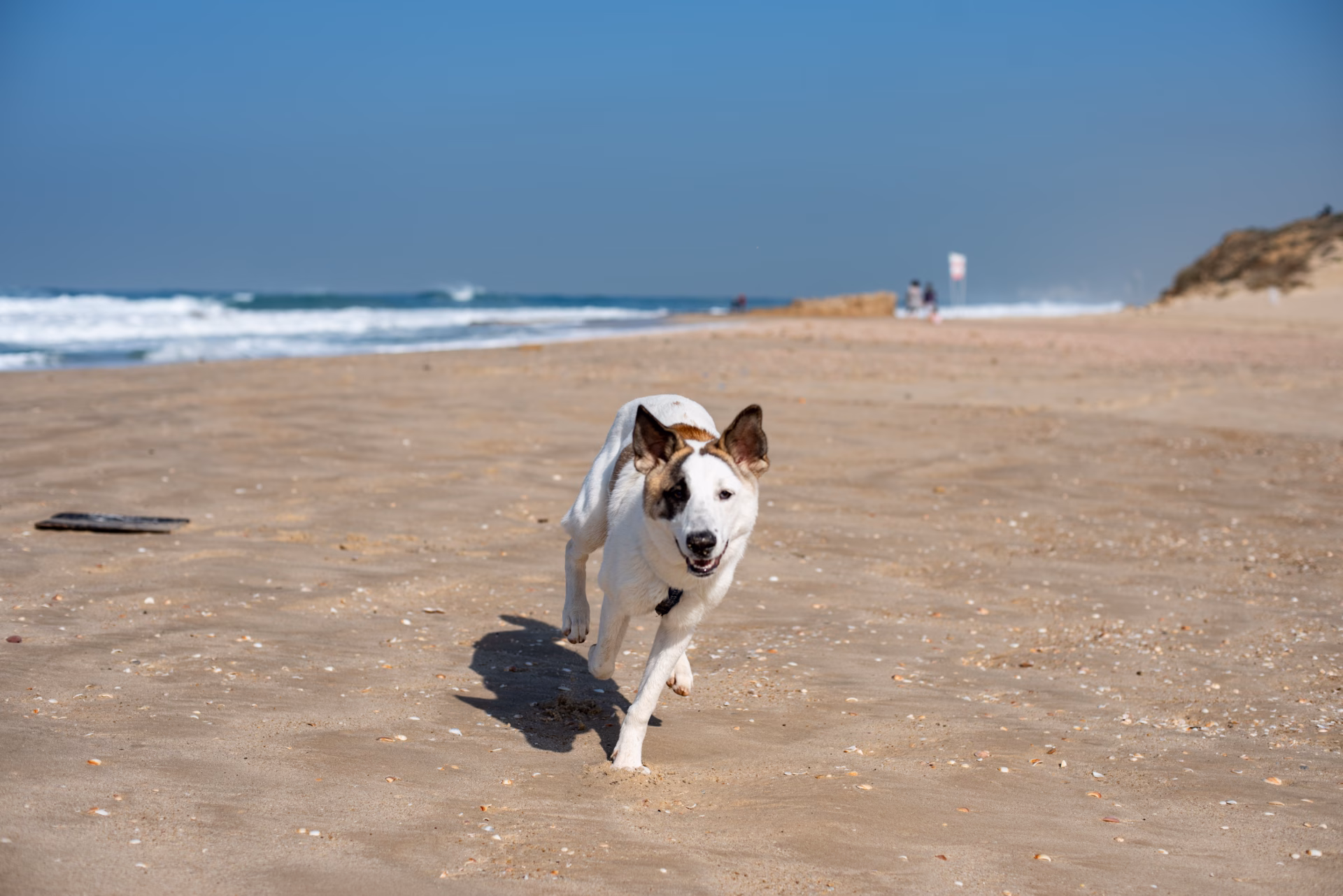 Perro corriendo en una playa de Mar del Plata